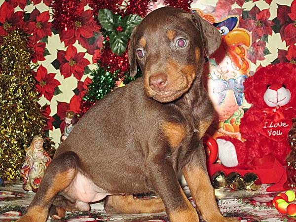 01515-53jm61nr6of-600x450-henson-s-doberman-pinscher-puppies