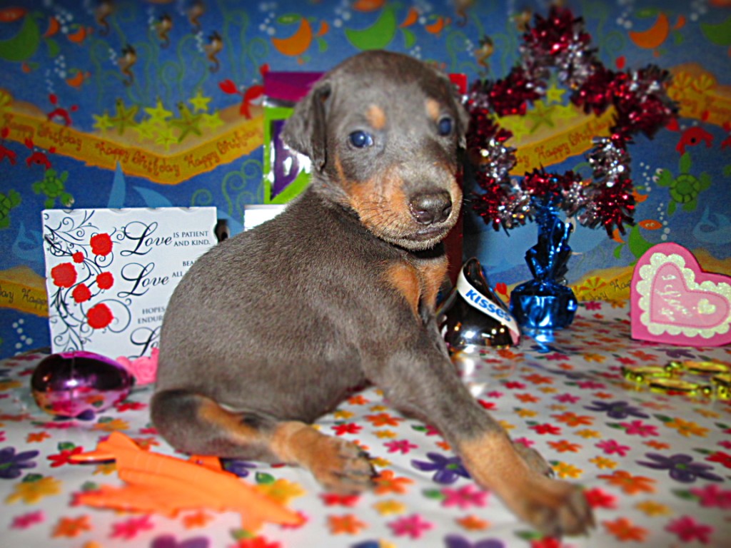 Doberman Pinscher Puppy Breeders in Kentucky Henson's Doberman Pinscher Puppies