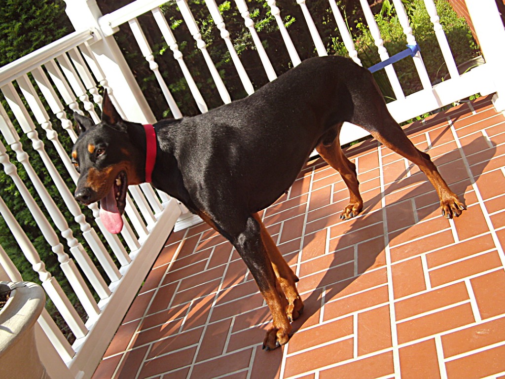 Doberman Pinscher Puppy Breeders in Kentucky Henson's Doberman