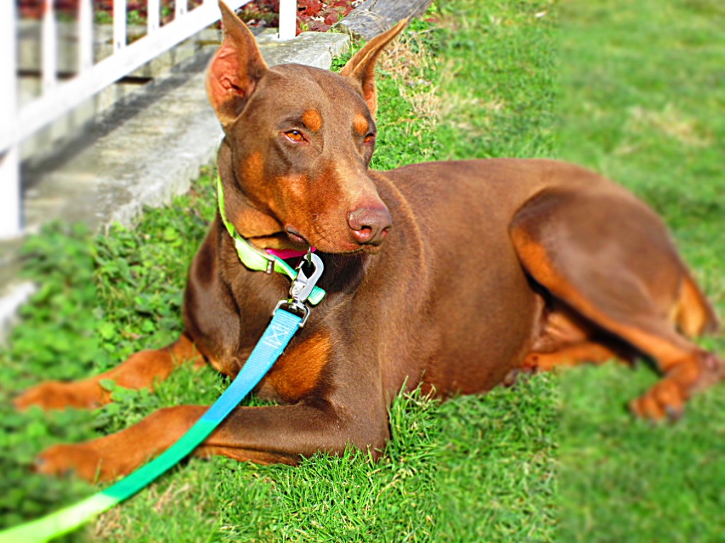 Doberman Pinscher Puppy Breeders in Kentucky | Henson's Doberman ...