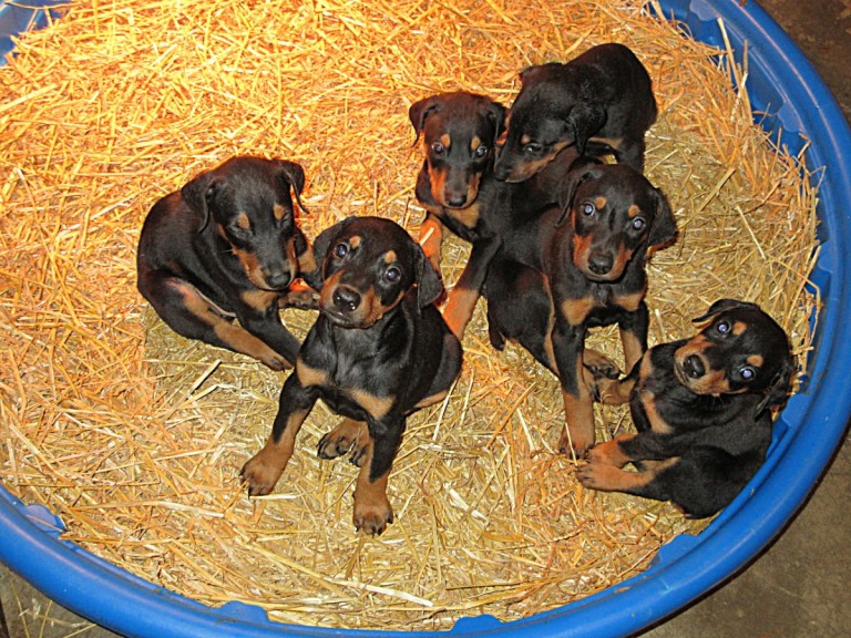 Doberman Pinscher Puppy Breeders in Kentucky | Henson's Doberman ...