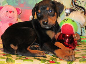 A black and brown puppy lies on a festive surface, surrounded by colorful toys, including a pink teddy bear and a red and green plush frog.